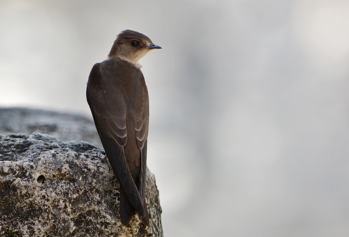 Northern Rough-winged Swallow (Ridgway's) - ML219502851