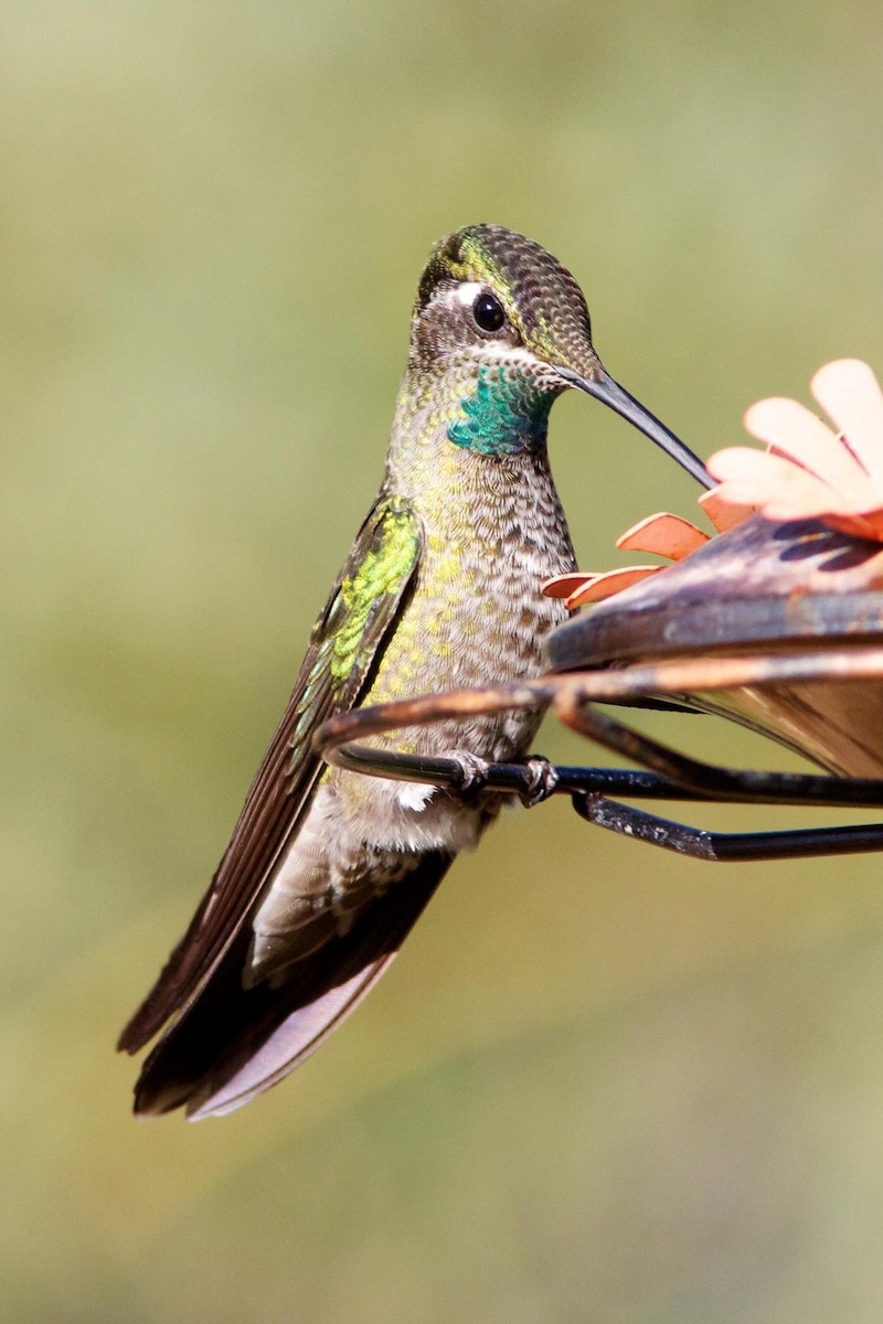 EBird Checklist - 10 Nov 2011 - WOW Arizona B&B - 1 Species