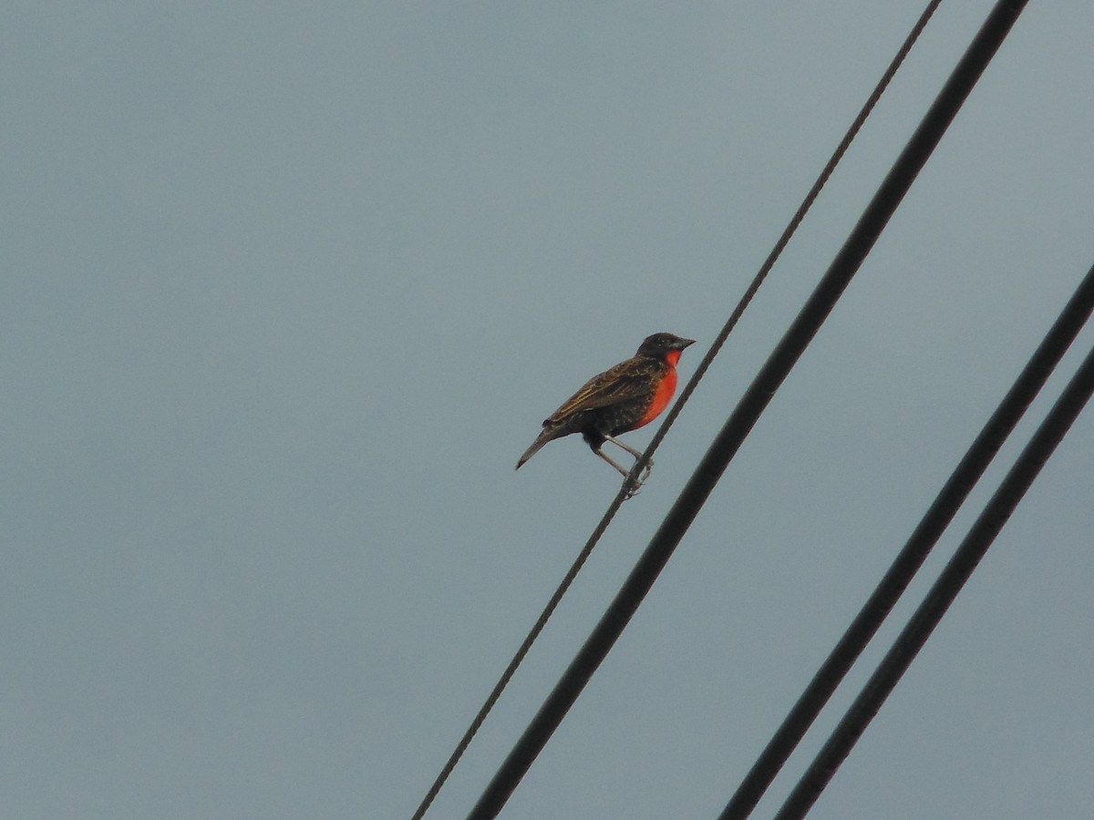 Red-breasted Meadowlark - ML219503771