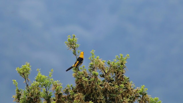 Hooded Oriole (nelsoni Group) - ML219504661