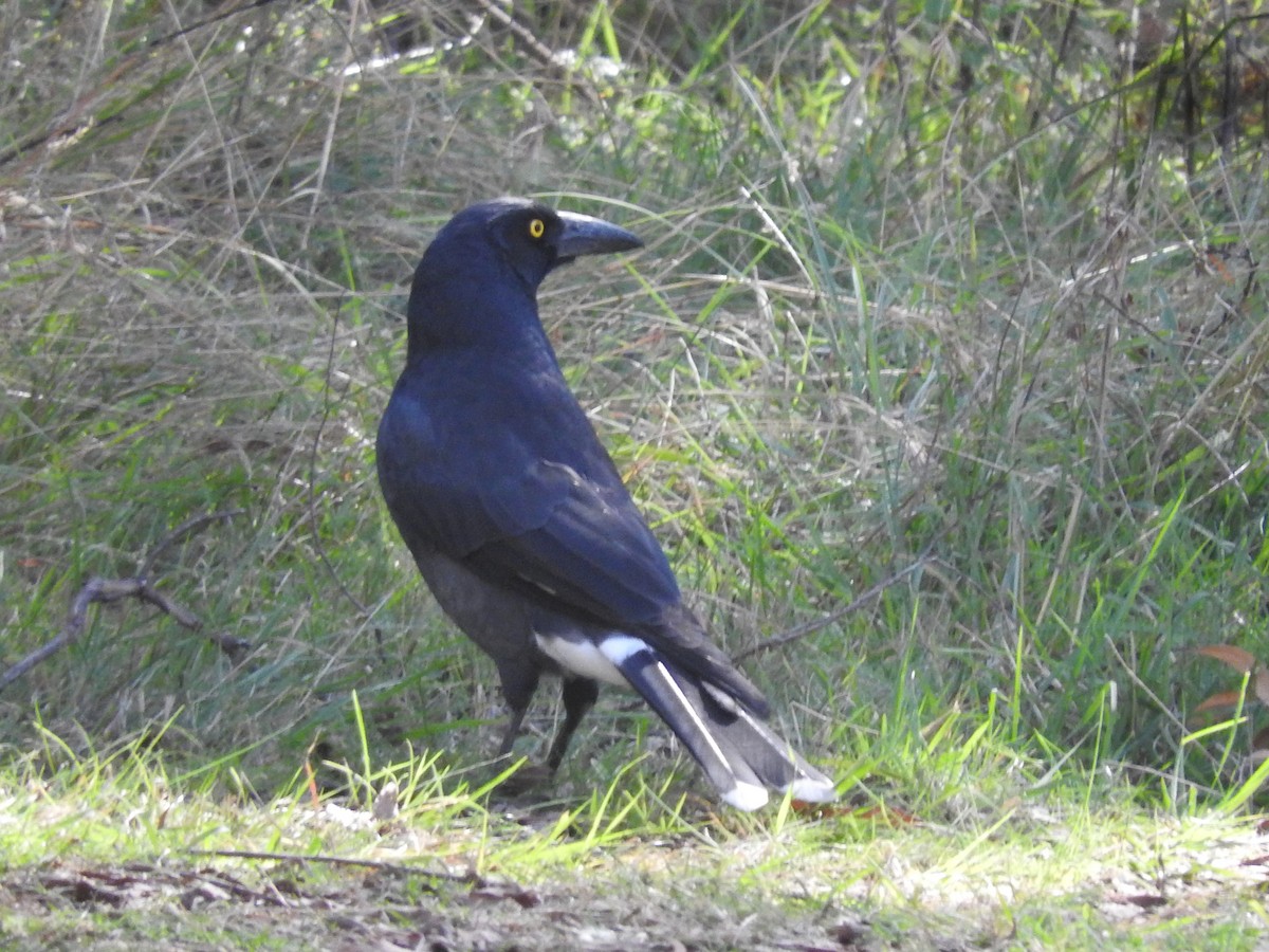 Pied Currawong - ML219509981