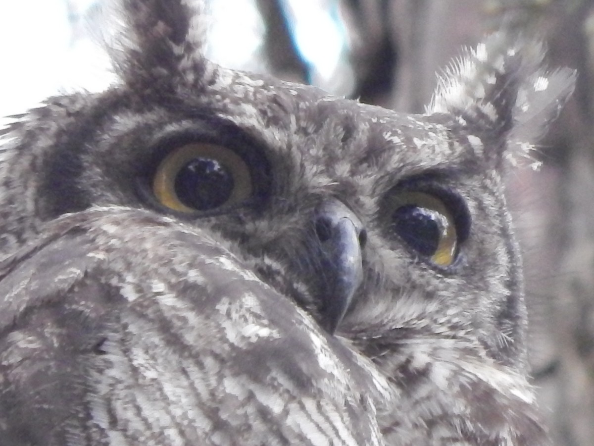 Spotted Eagle-Owl - Jan de Groot