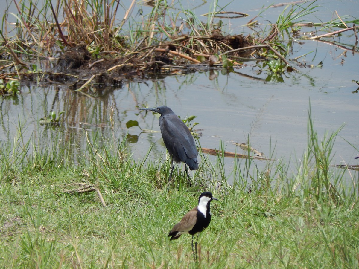 Black Heron - Jan de Groot