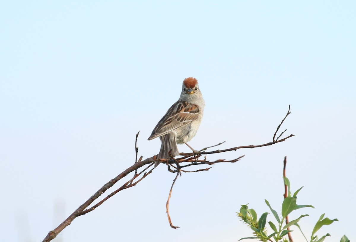 American Tree Sparrow - ML219514871