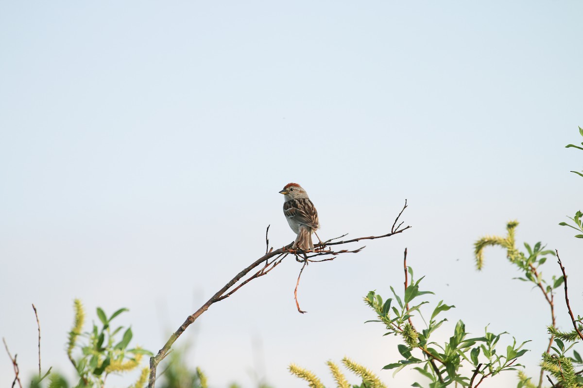 American Tree Sparrow - ML219514891