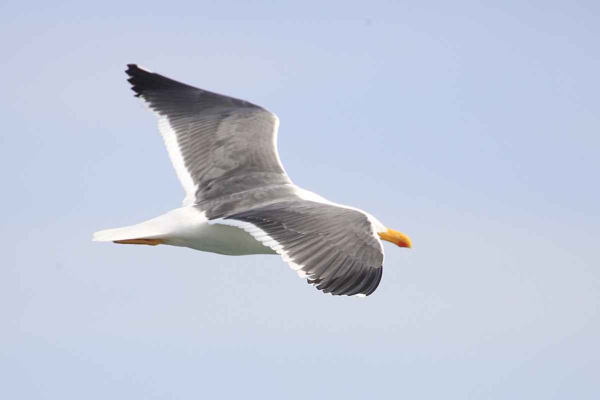 Yellow-footed Gull - Tim Lenz