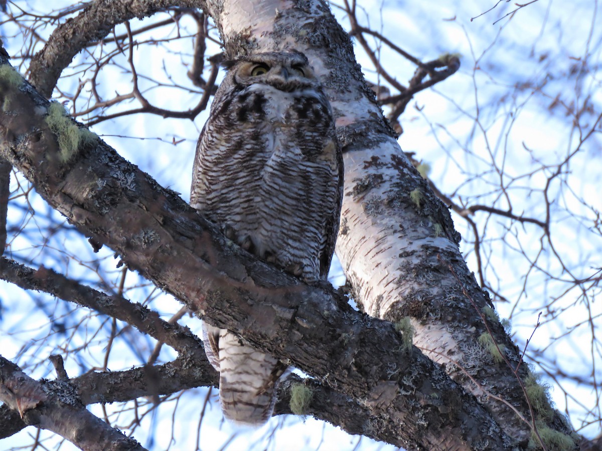 Great Horned Owl - ML219515251