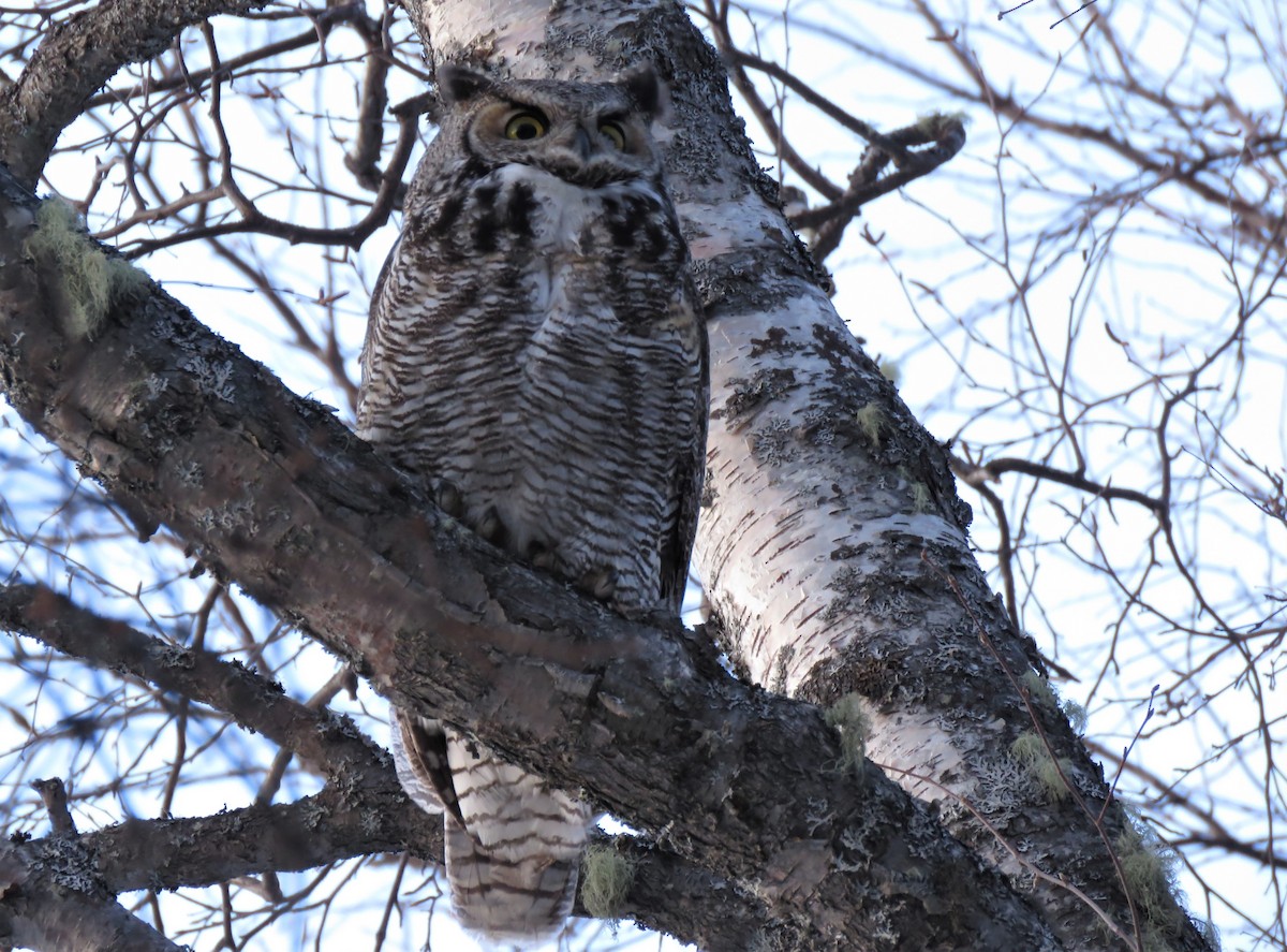 Great Horned Owl - ML219515271