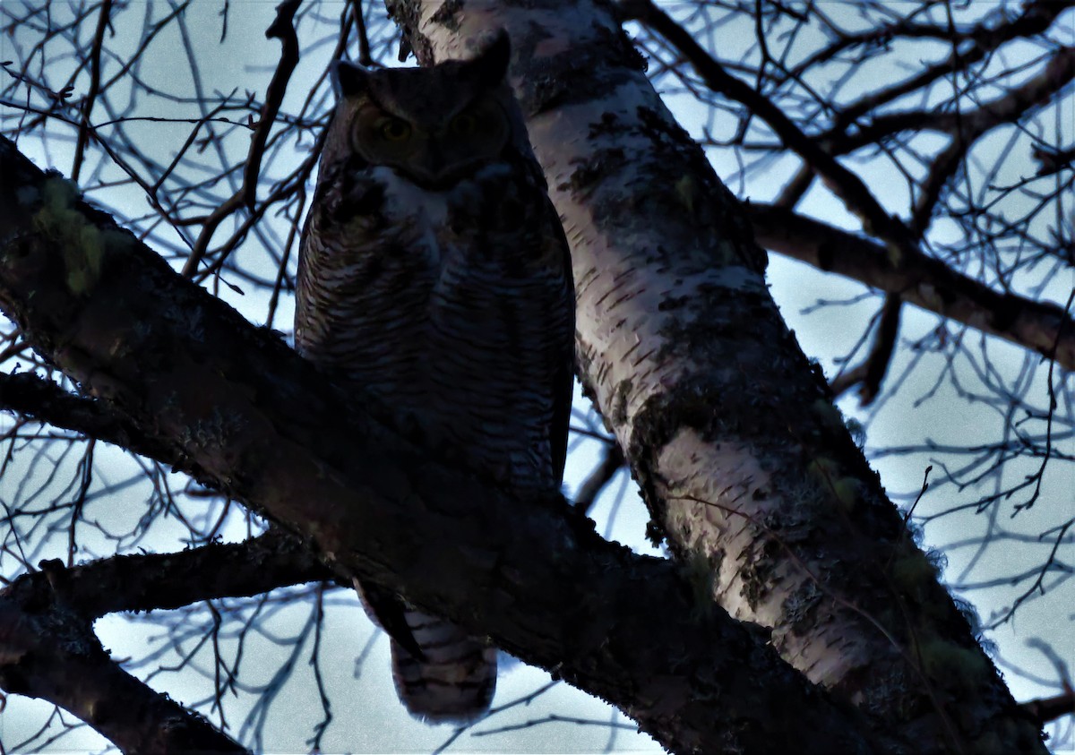 Great Horned Owl - ML219515291