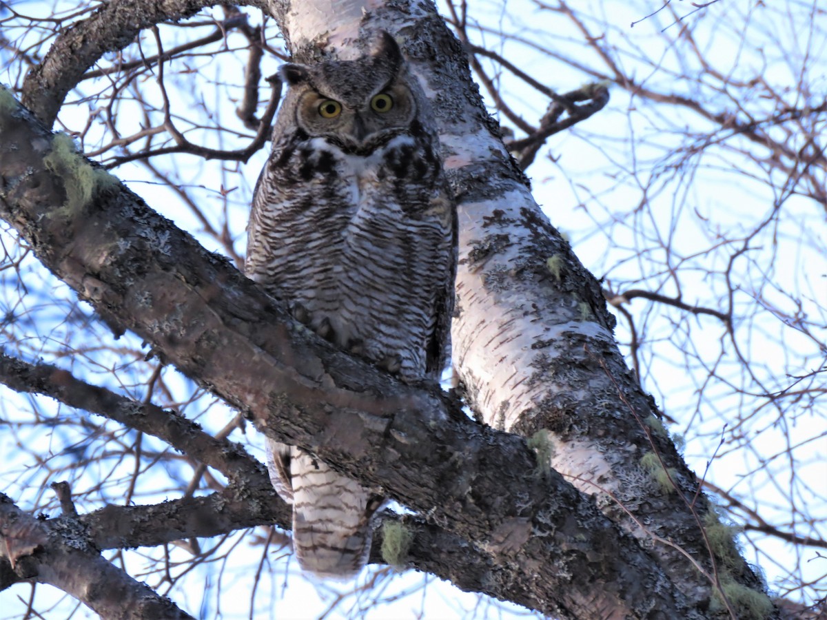 Great Horned Owl - ML219515301