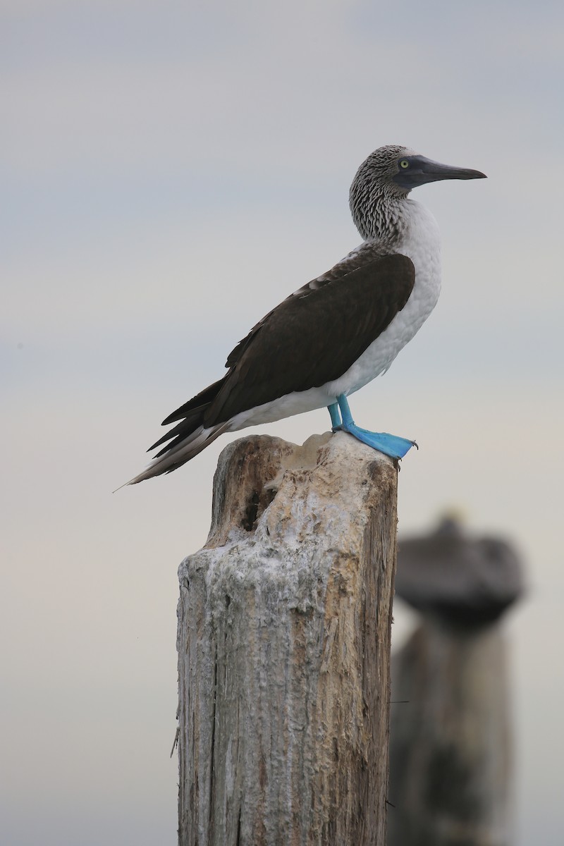 Blue-footed Booby - ML21951611