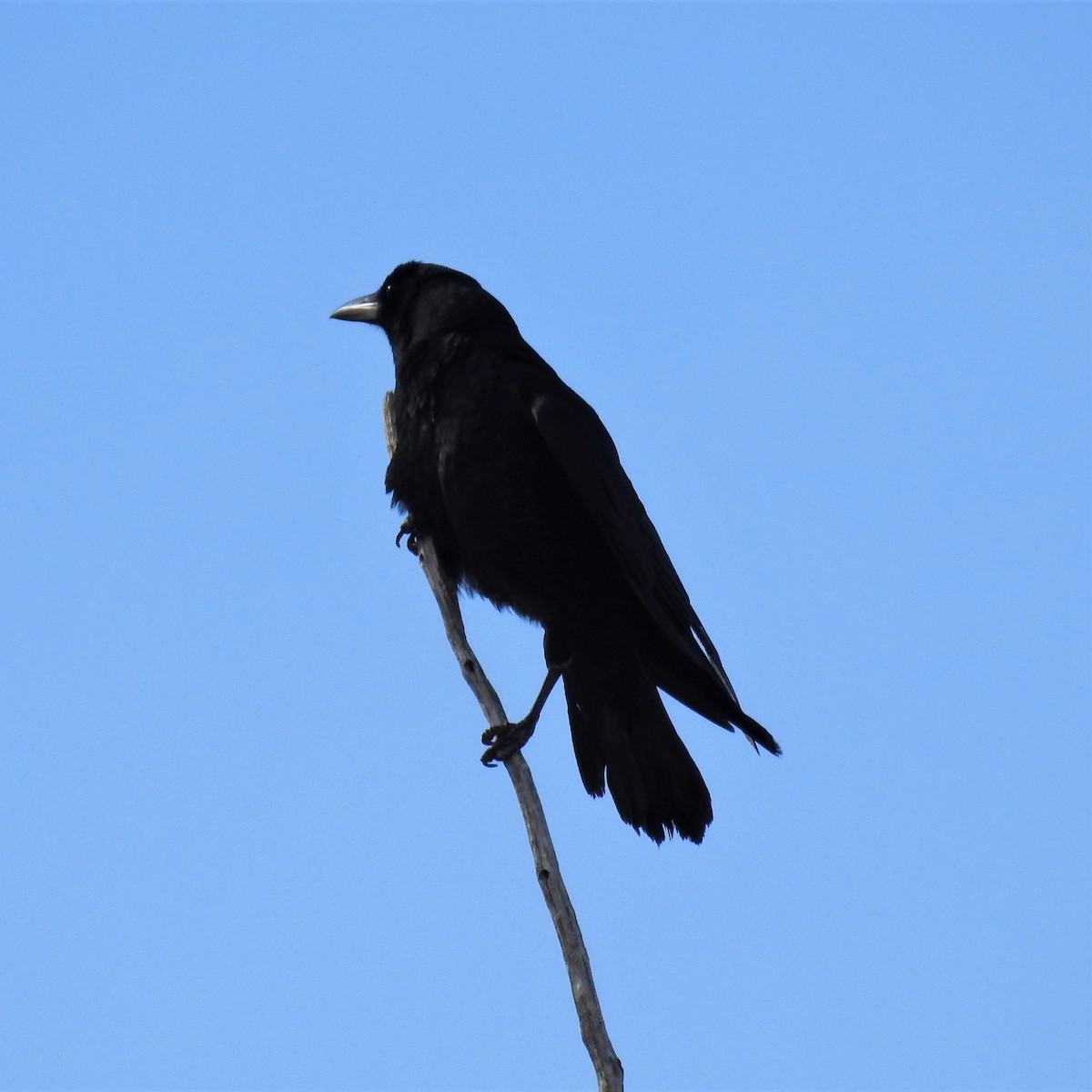 American Crow - Chipper Phillips