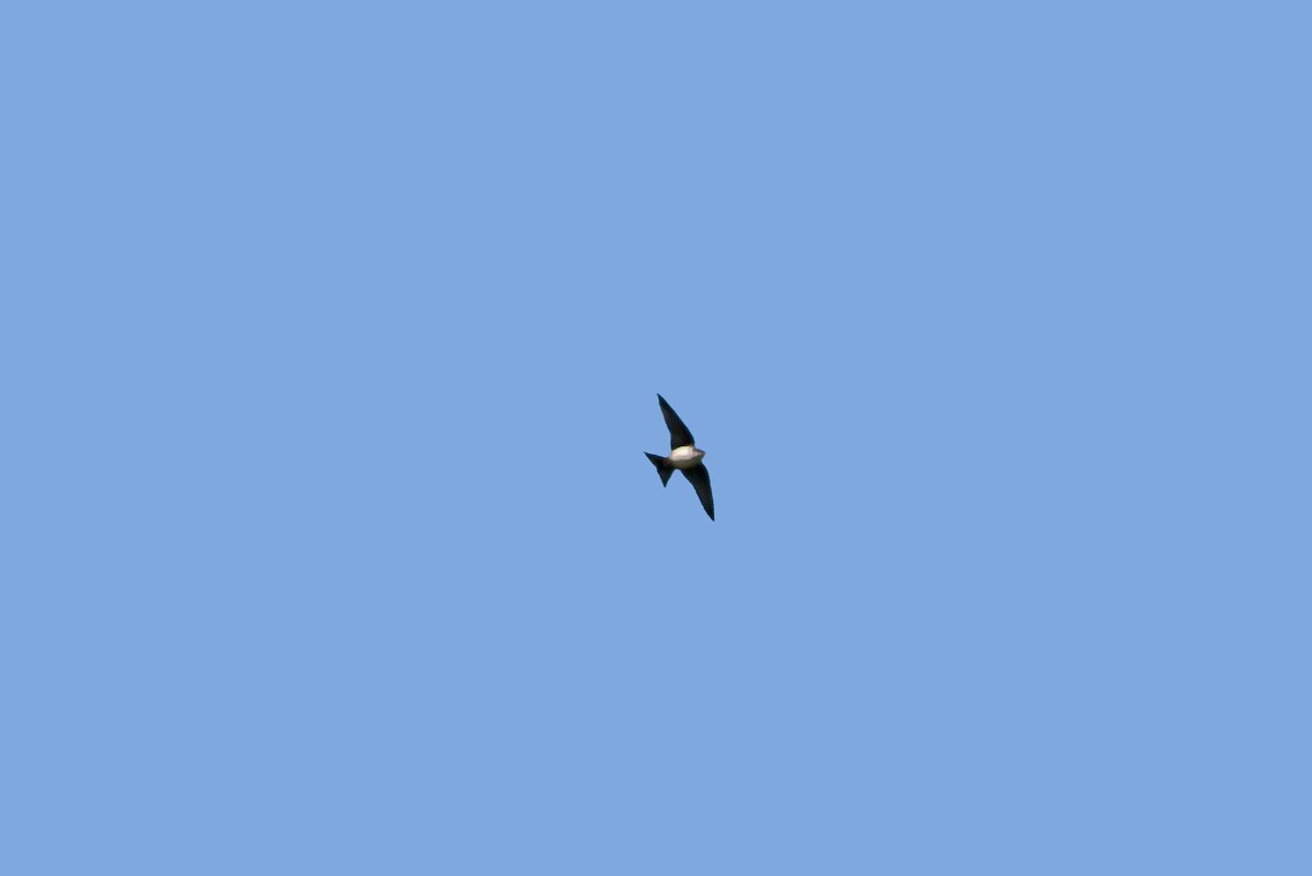 Black-capped Swallow - ML219517251