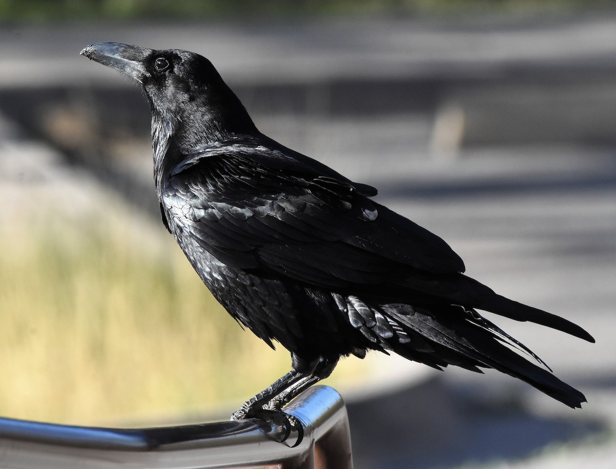 Common Raven - Chris Rohrer