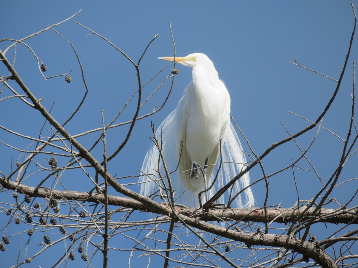 Great Egret - Andy N