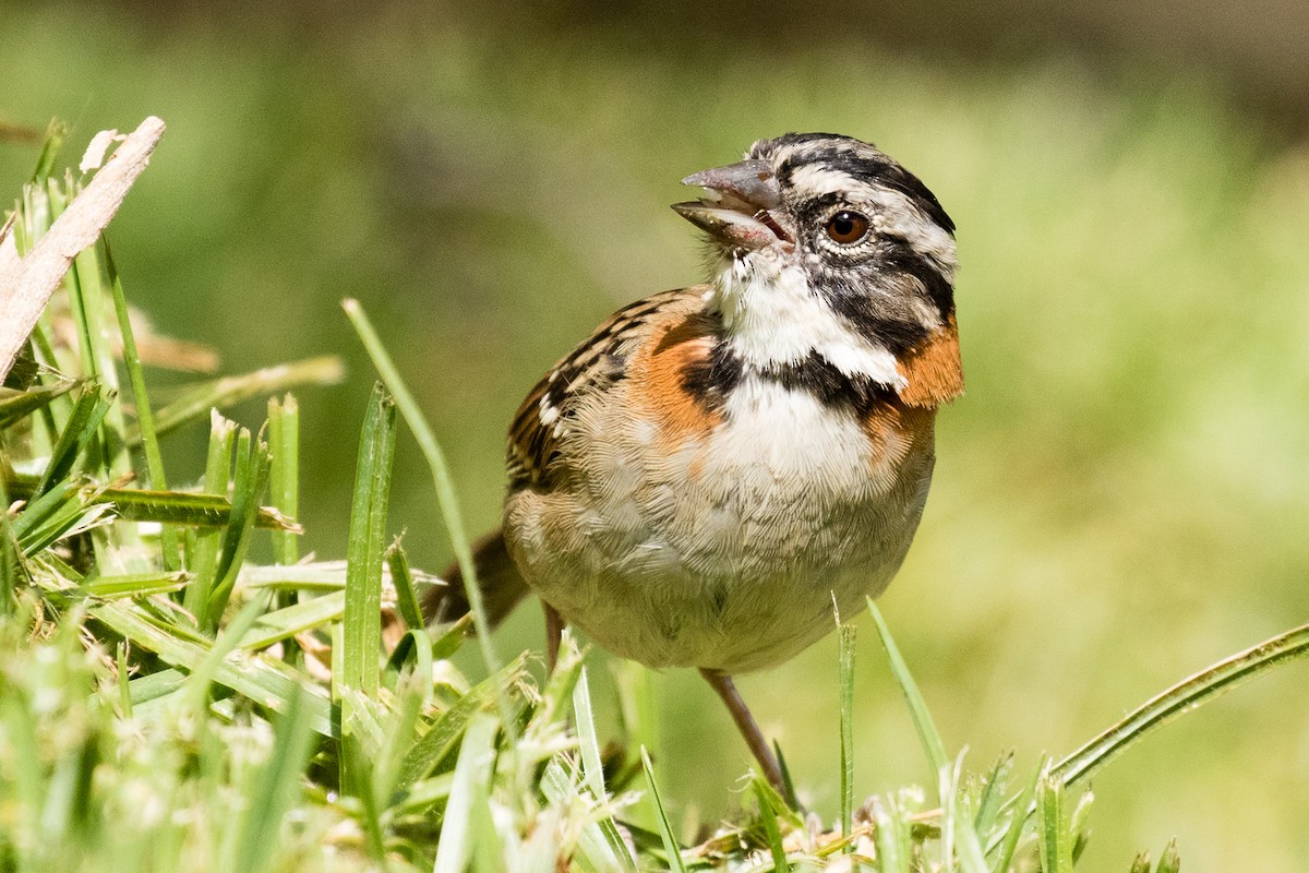 Rufous-collared Sparrow - ML219518721