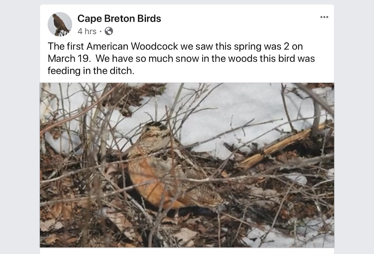 American Woodcock - Nova Scotia Bird Records