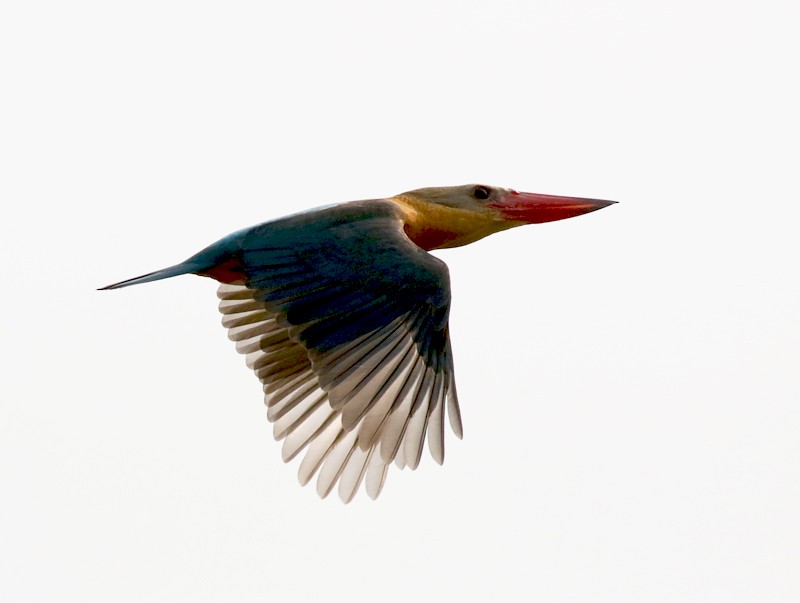 Stork-billed Kingfisher - nick upton