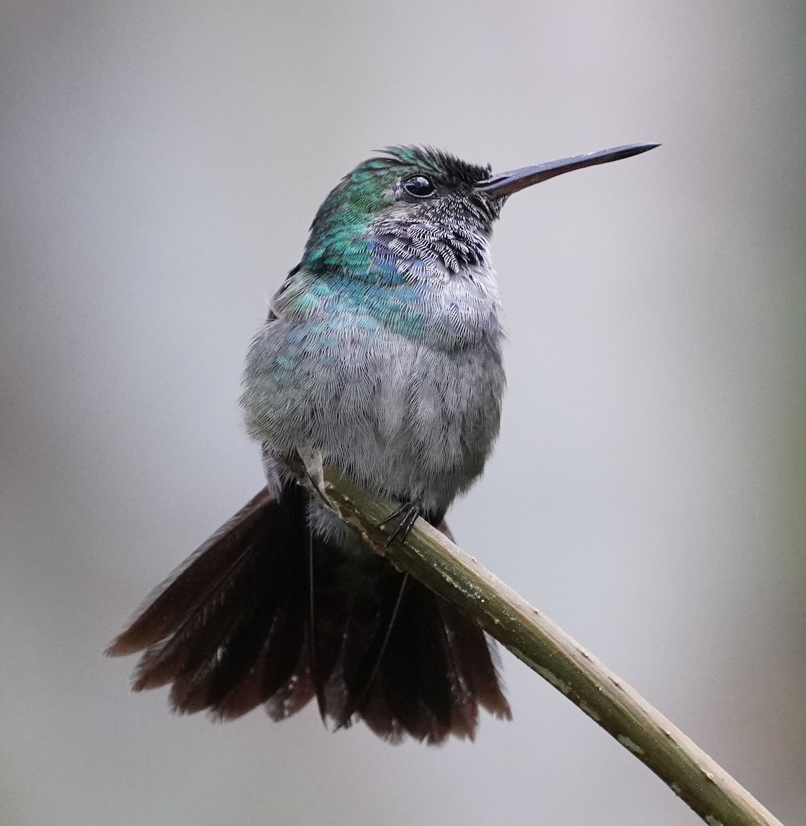 Blue-chested Hummingbird - ML219522431