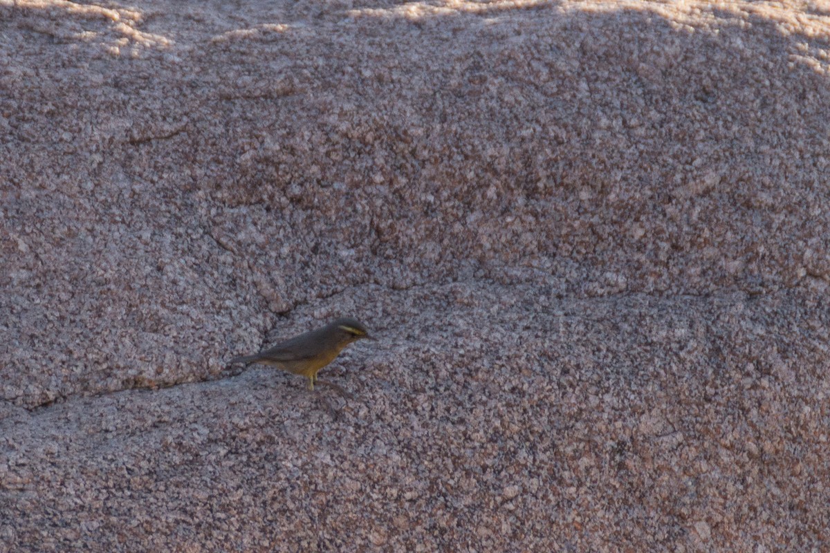 Sulphur-bellied Warbler - Tarun Menon