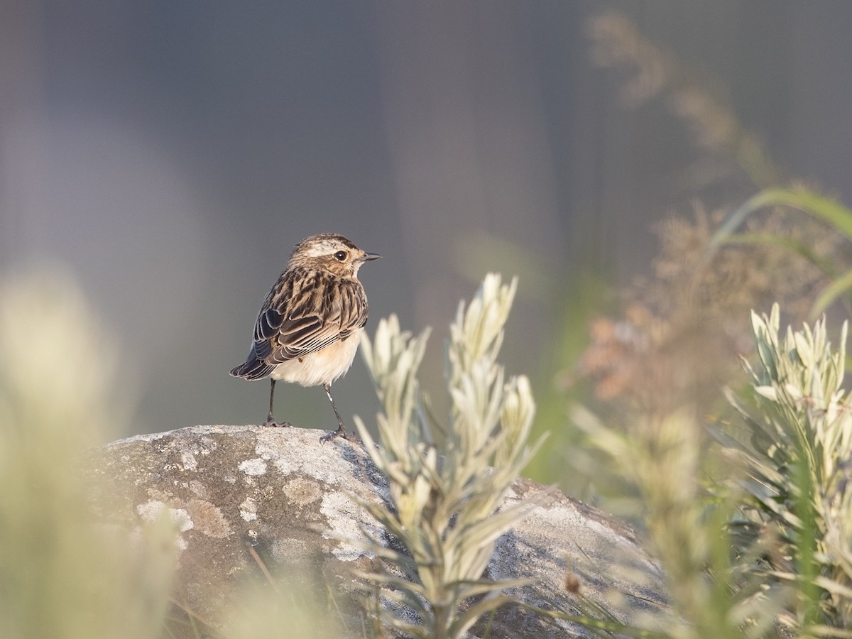 Whinchat - ML219523341
