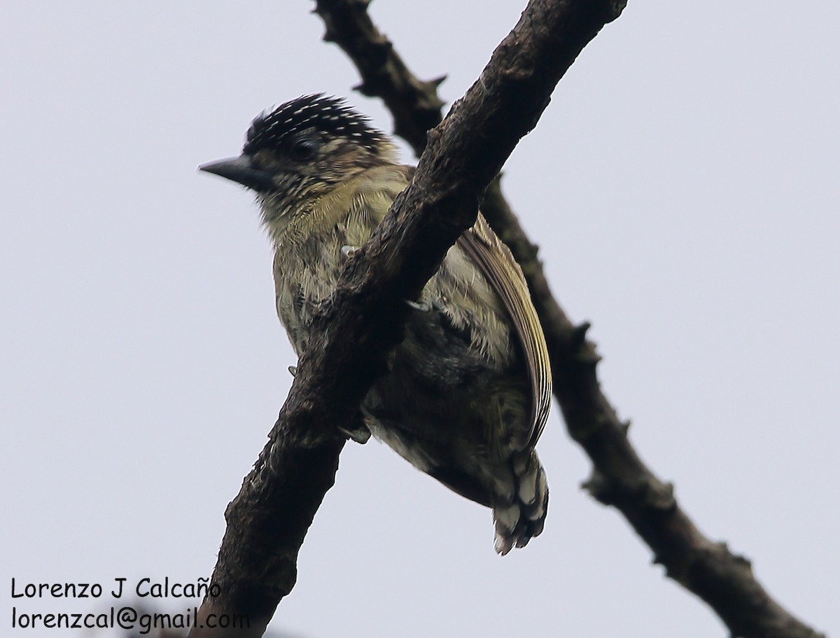 Olivaceous Piculet - ML219524141