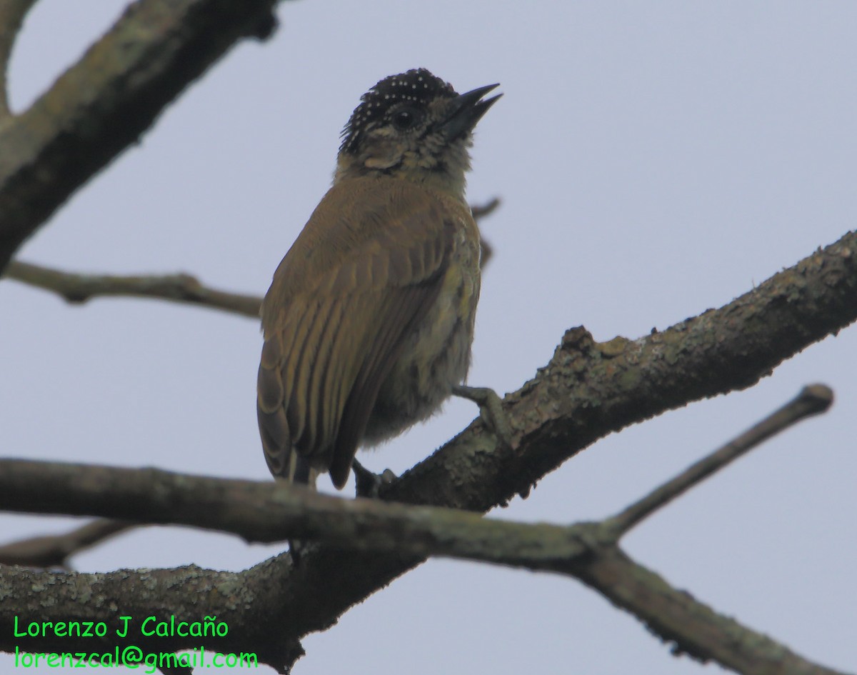 Olivaceous Piculet - ML219524171