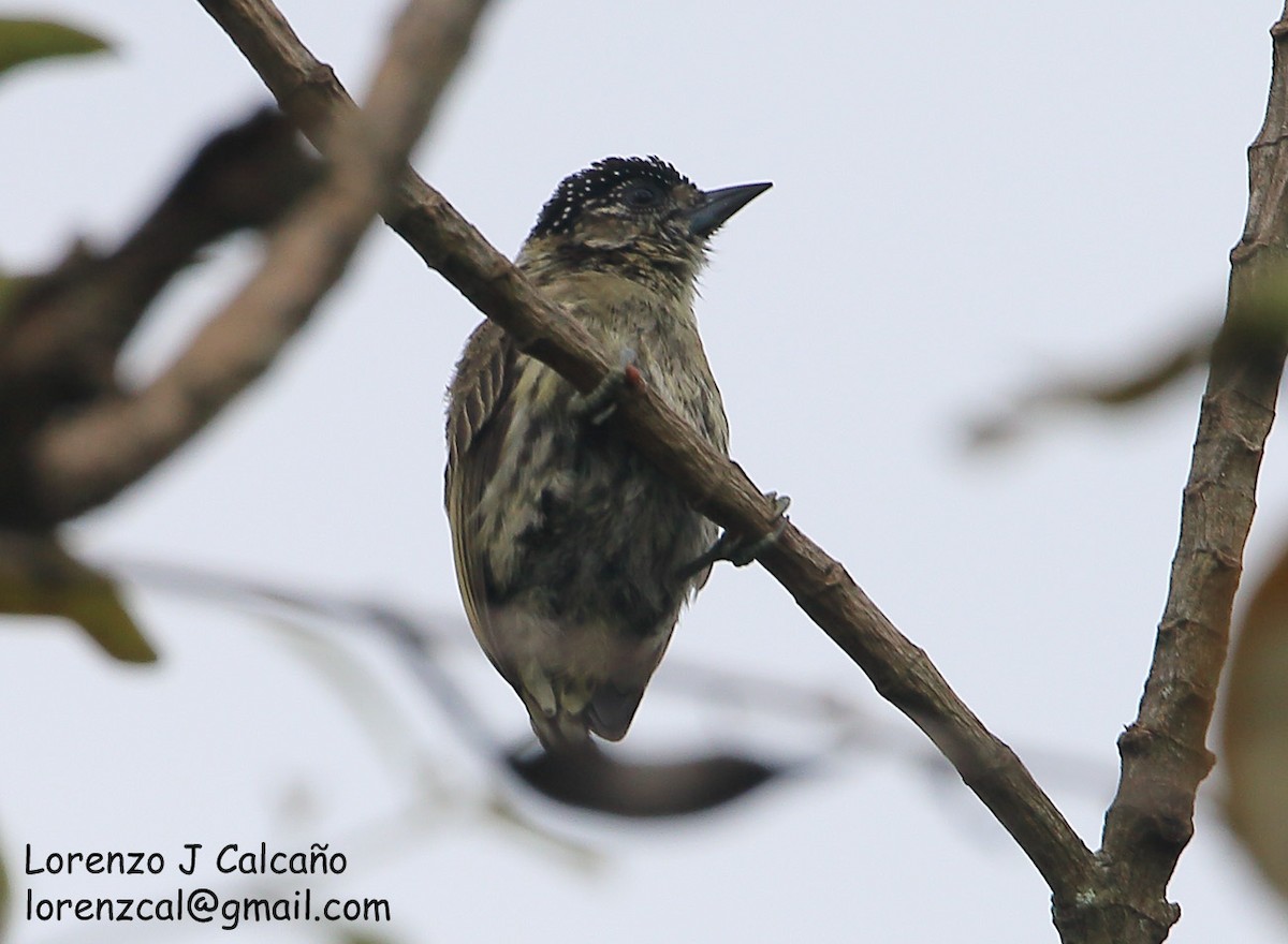 Olivaceous Piculet - ML219524181