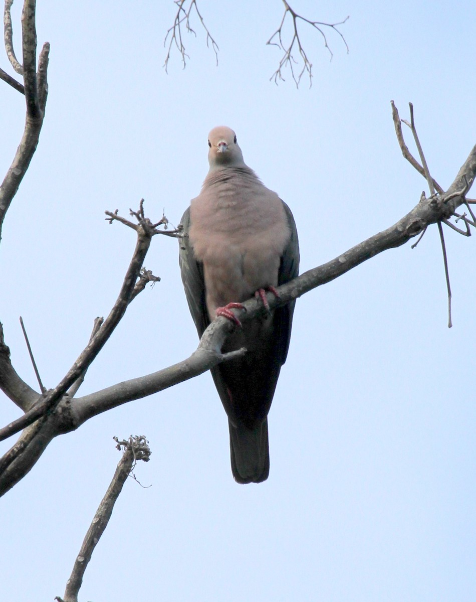 Pink-headed Imperial-Pigeon - ML219524881