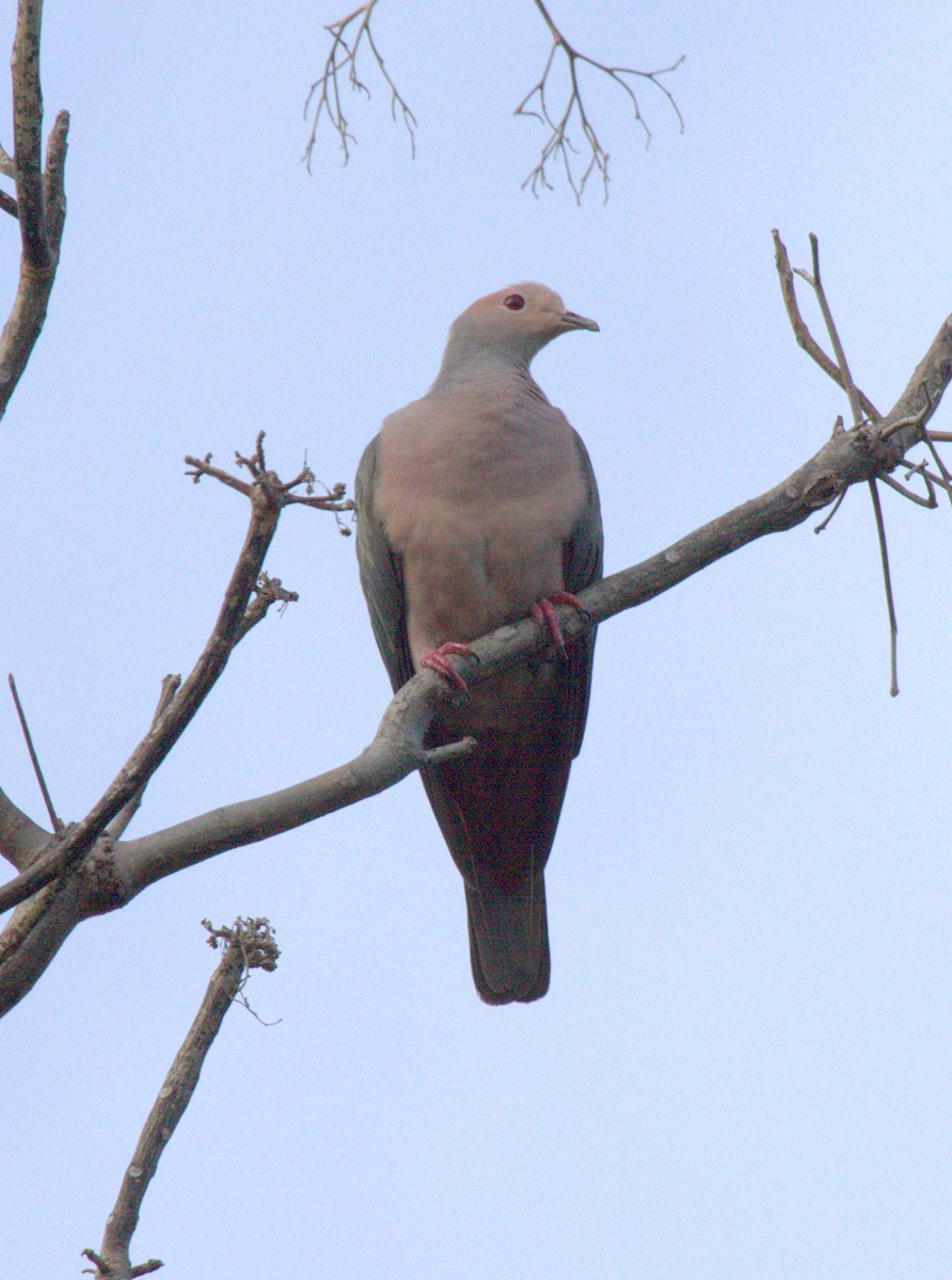 Pink-headed Imperial-Pigeon - ML219524901