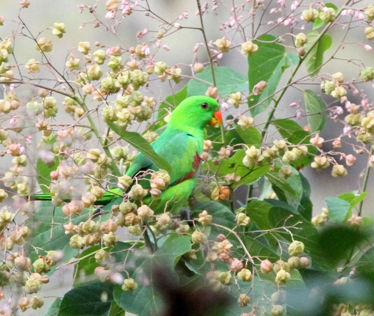 Тиморский попугай - ML219524951