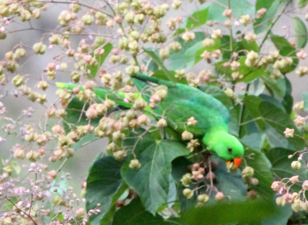 Olive-shouldered Parrot - ML219524961