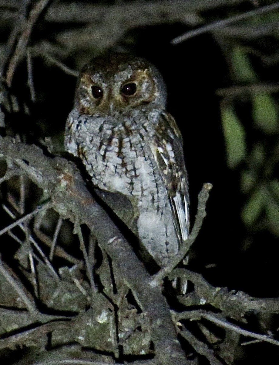 eBird Checklist - 31 Mar 2020 - Mt. Lemmon--Bear Canyon (General ...