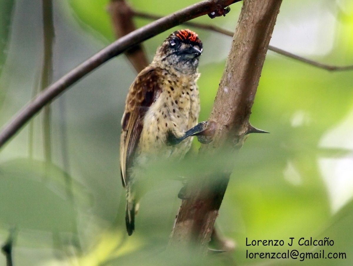 Scaled Piculet (Black-dotted) - ML219526511