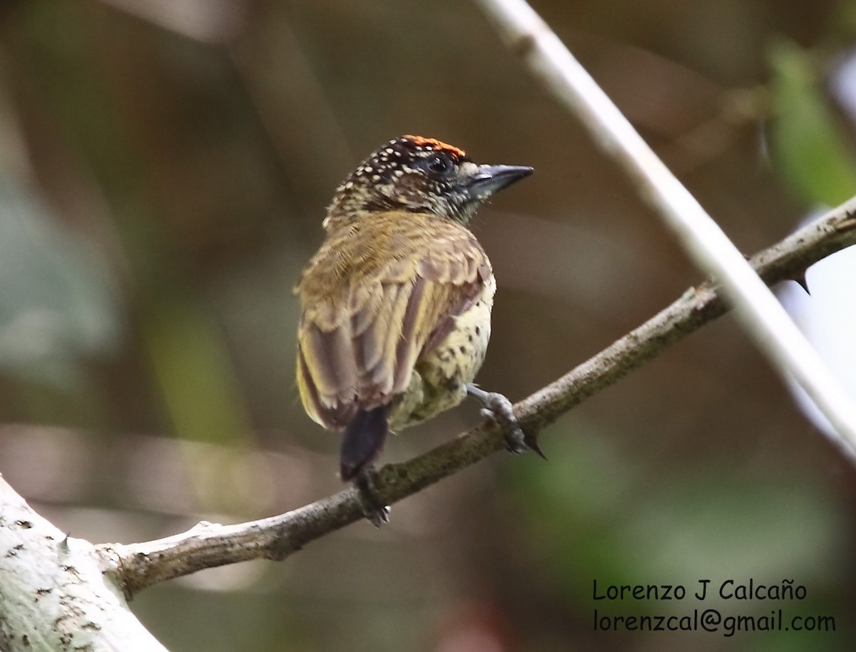 Scaled Piculet (Black-dotted) - ML219526521