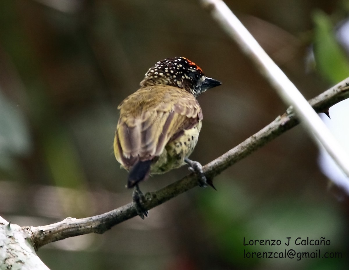 Scaled Piculet (Black-dotted) - Lorenzo Calcaño