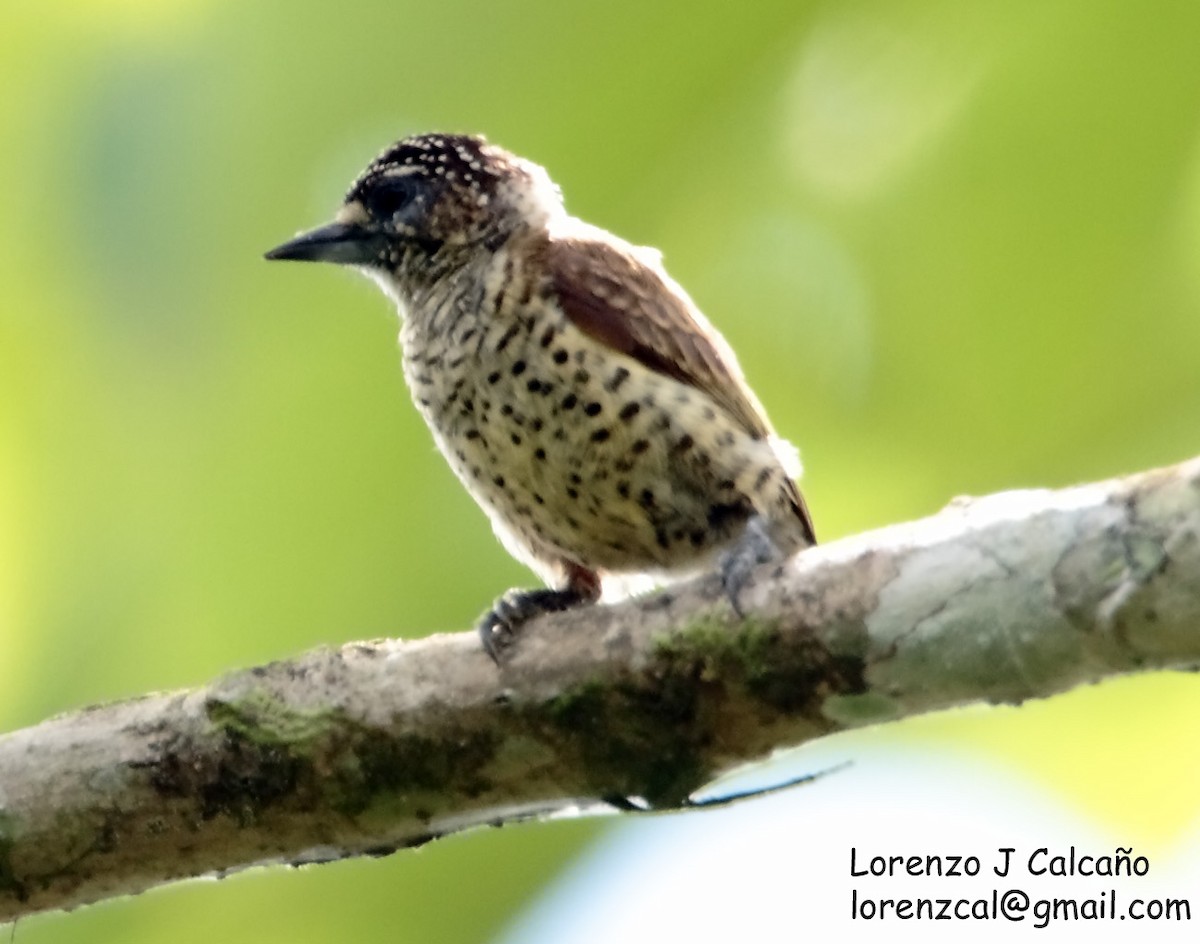 Scaled Piculet (Black-dotted) - ML219526641