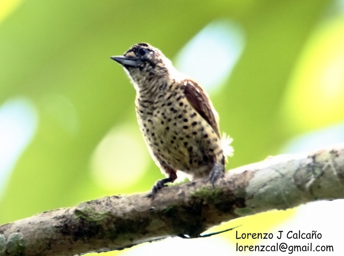 Scaled Piculet (Black-dotted) - ML219526671