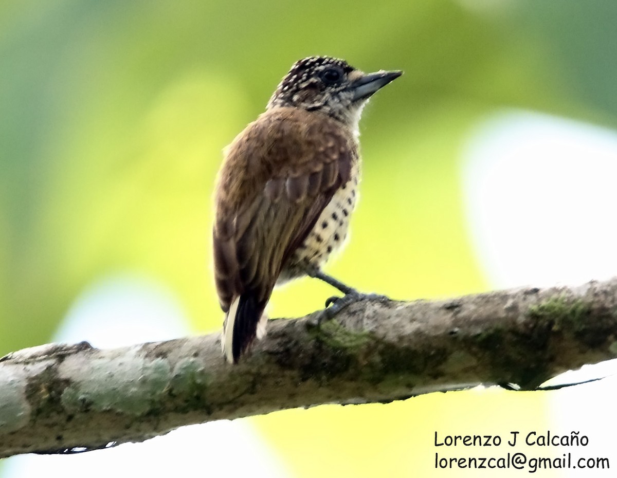 Scaled Piculet (Black-dotted) - ML219526681