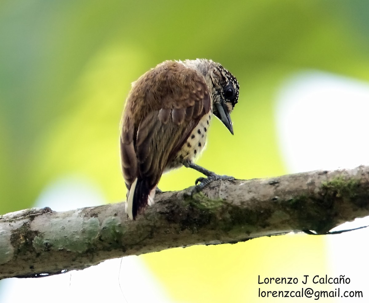 Scaled Piculet (Black-dotted) - ML219526701