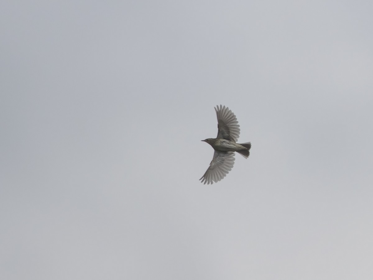 Short-tailed Pipit - ML219527941