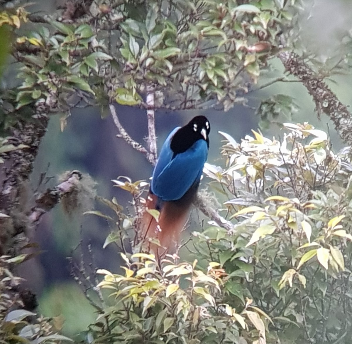 Blue Bird-of-Paradise - Bahar Bilgen