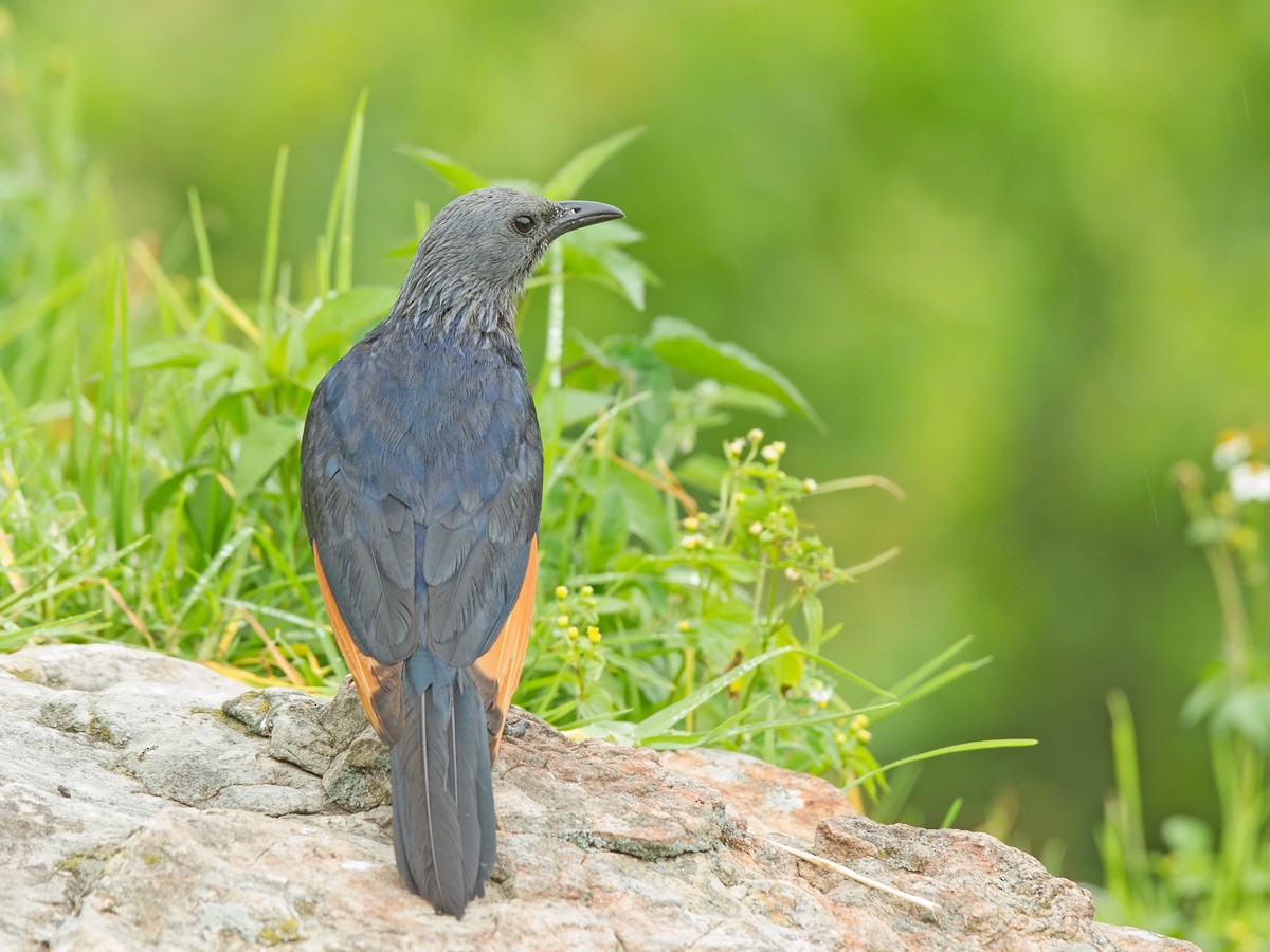 Red-winged Starling - ML219532751