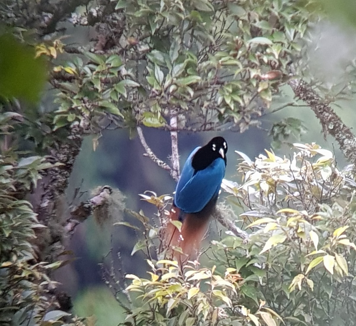 Blue Bird-of-Paradise - ML219532811