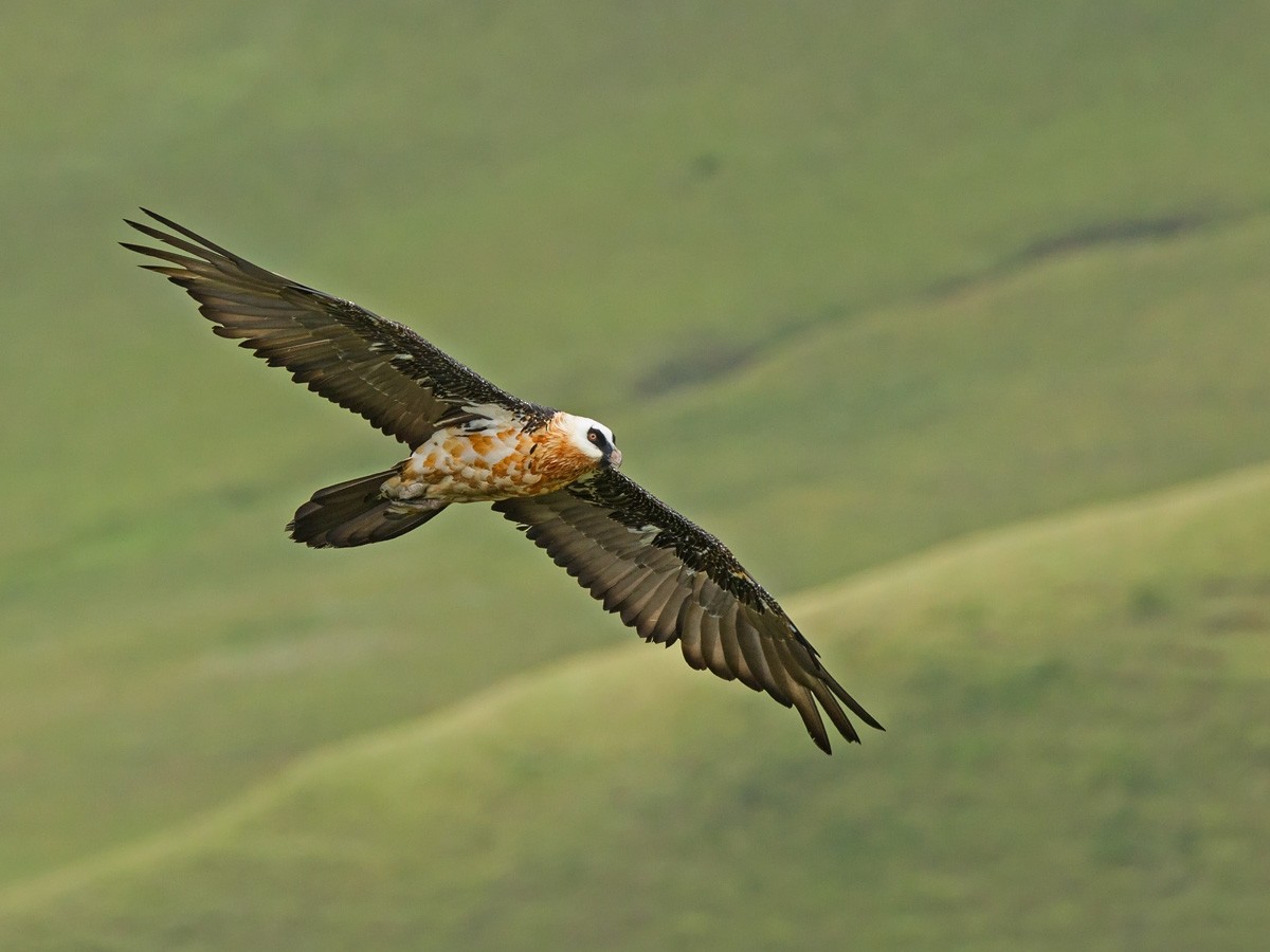 Bearded Vulture (African) - ML219532981