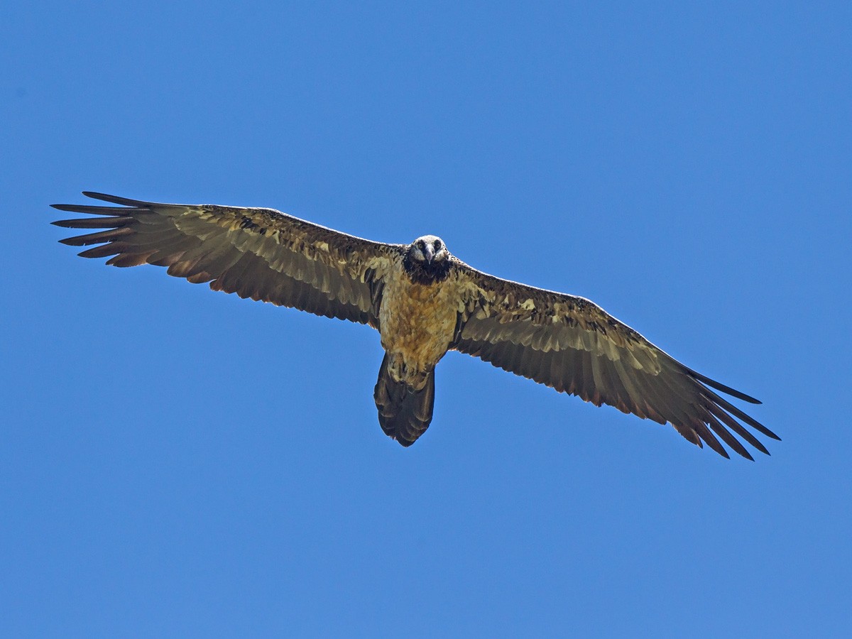 Bearded Vulture (African) - ML219533021
