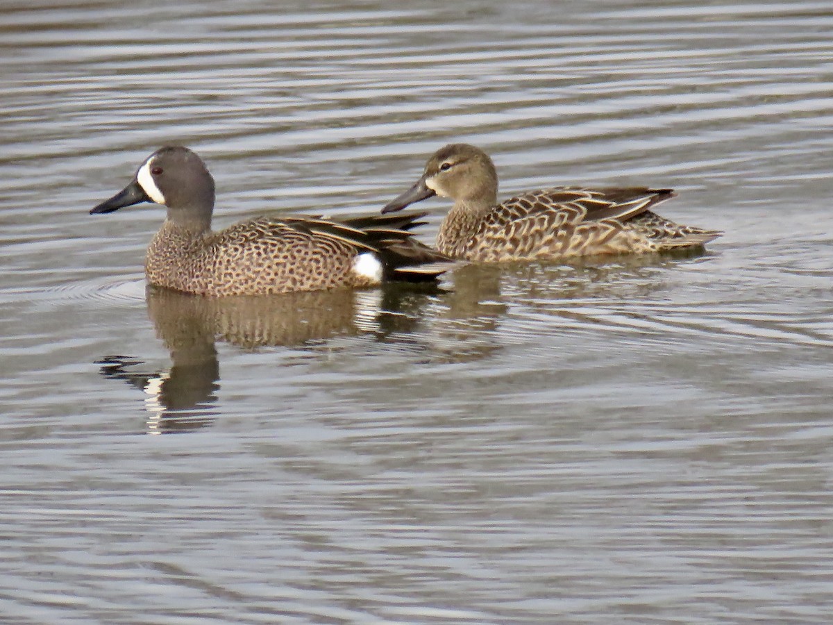 Blue-winged Teal - ML219536881