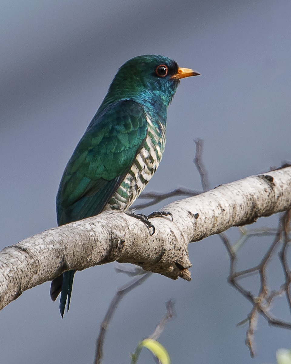 Asian Emerald Cuckoo - Michael Leong