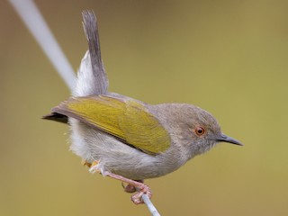 ミドリコムシクイ - eBird
