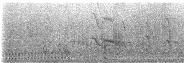 白腰叉尾海燕(leucorhoa) - ML219545